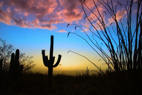 Saguaro Ulusal Parkı