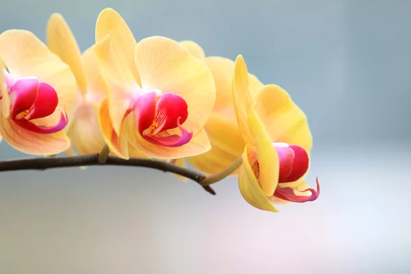 Orchids — Stock Photo, Image