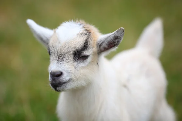 Cabra bebé — Foto de Stock