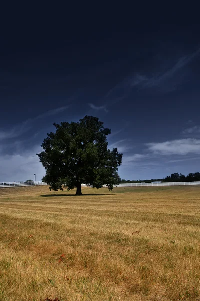 Single tree in the meadow — Stock Photo, Image