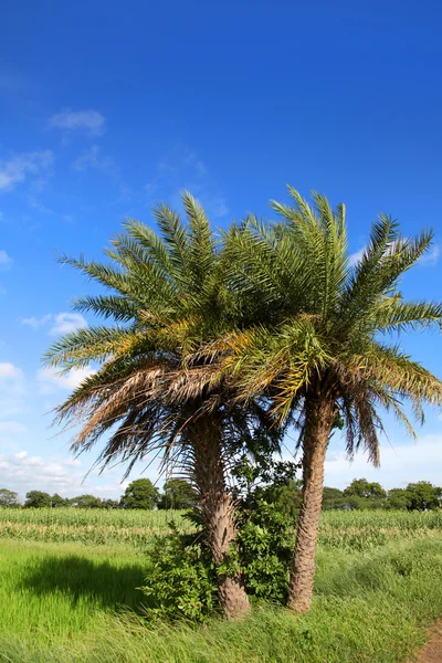 Palmiye ağaçları — Stok fotoğraf