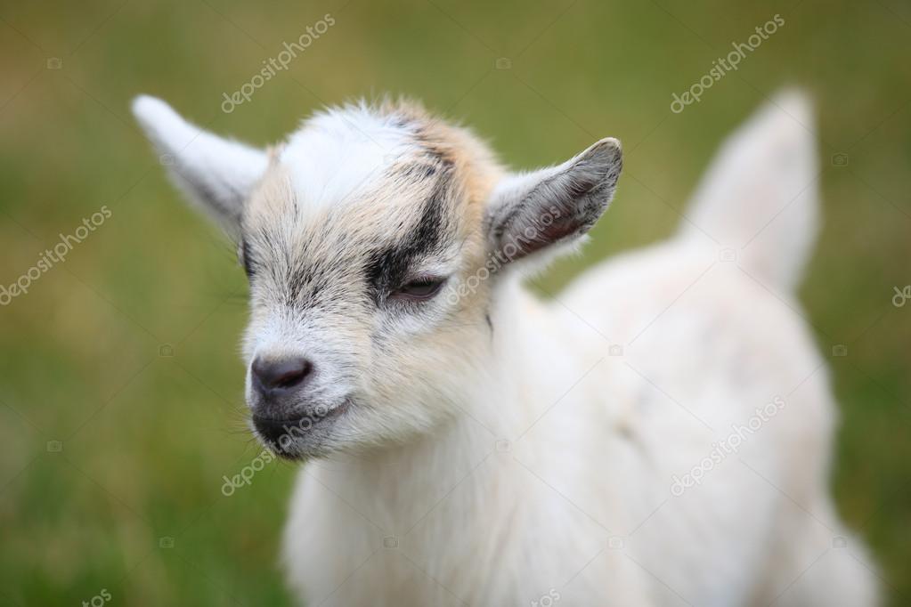 Baby Goat Stock Photo By C Snehitdesign 1419