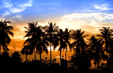 Hindistan cevizi ağaçları ve sun set