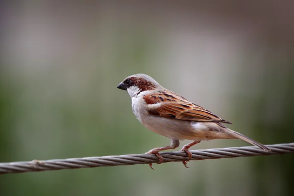 Male Indian sparrow — Stock Photo, Image