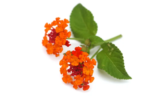 Fiori di Lantana arancioni rossi — Foto Stock