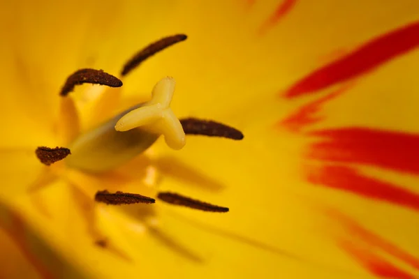 Tulipán pozadí — Stock fotografie