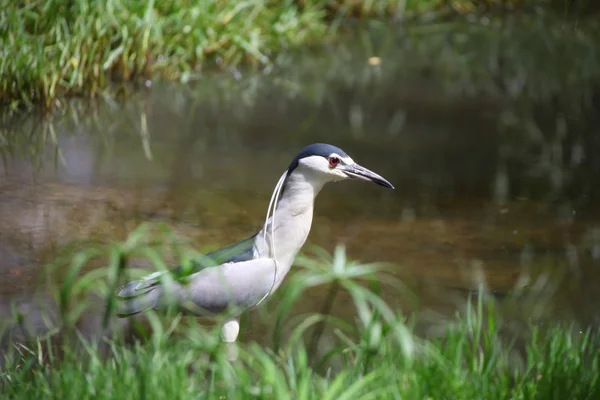 Graureiher — Stockfoto