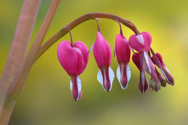 Bleeding hearts — Stock Photo, Image