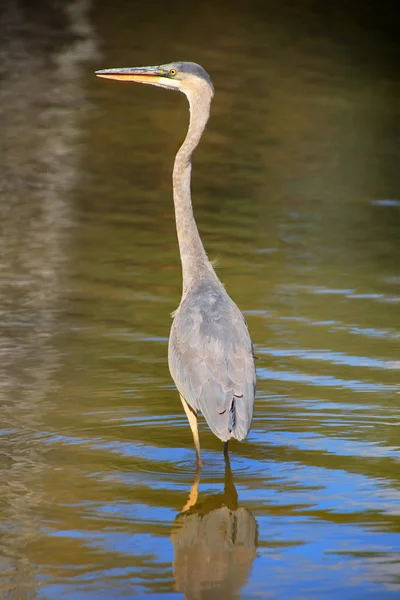 Blue heron — Stock Photo, Image