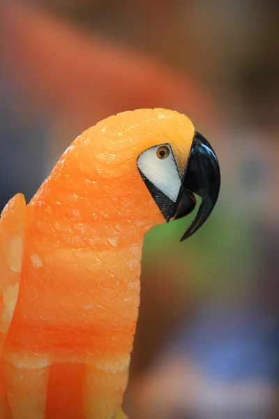 Птах ара — стокове фото