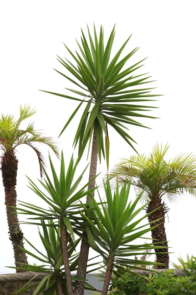 Tropické rostliny — Stock fotografie
