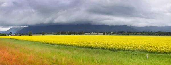 Panoramic view of Rapeseed fields — Stock Photo, Image