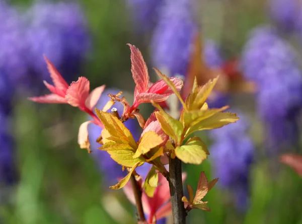 Folhas coloridas recém-cultivadas — Fotografia de Stock