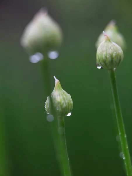 Bourgeons de fleurs d'allium — Photo