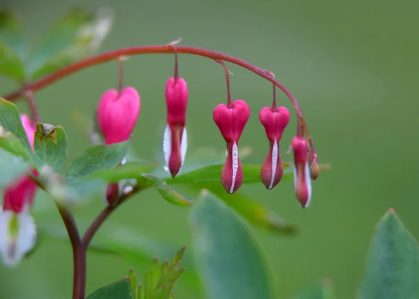 Bleeding hearts — Stock Photo, Image