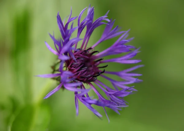 Centaureia — Fotografia de Stock