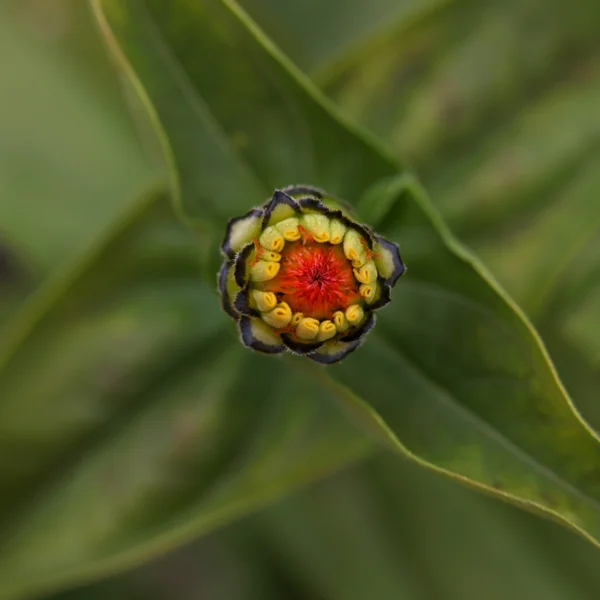 Stokrotka kwiat pąk — Zdjęcie stockowe