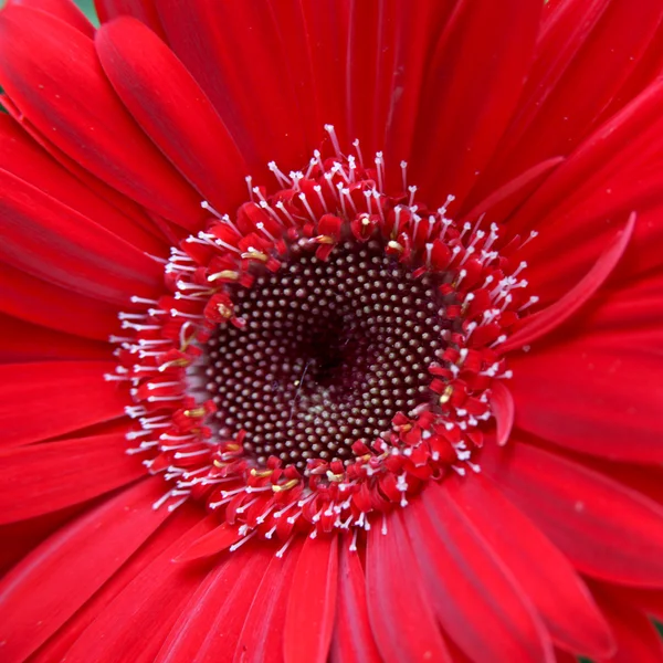 Margarita roja — Foto de Stock