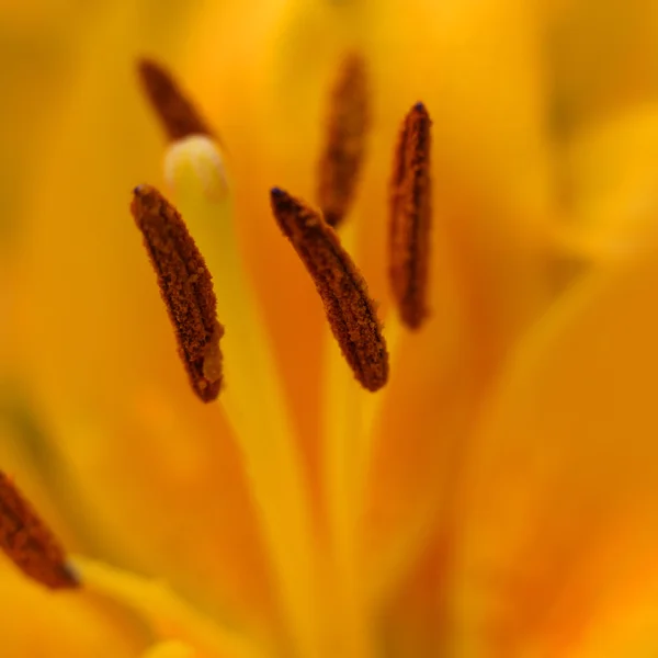 Detalles del tulipán — Foto de Stock