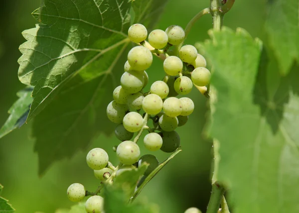 Winiarnia — Zdjęcie stockowe