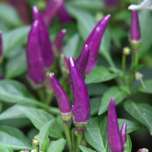 Purple peppers — Stock Photo, Image