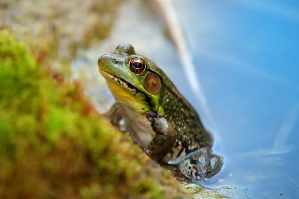 Grüner Frosch — Stockfoto