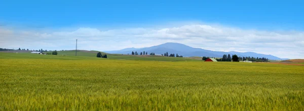 Campos de trigo em Montana — Fotografia de Stock