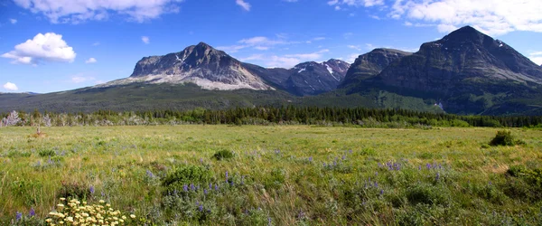 Vilda blommor i montana — Stockfoto