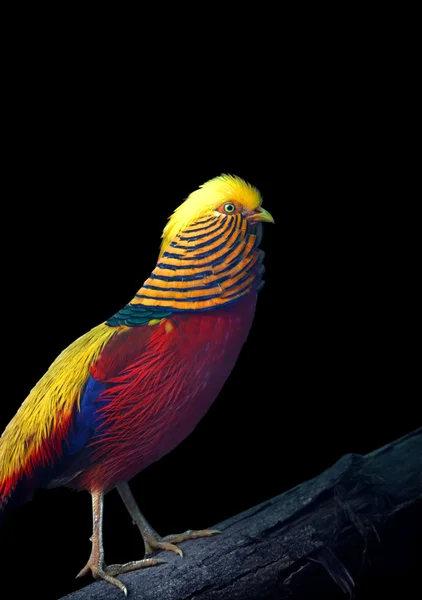 Golden pheasant — Stock Photo, Image