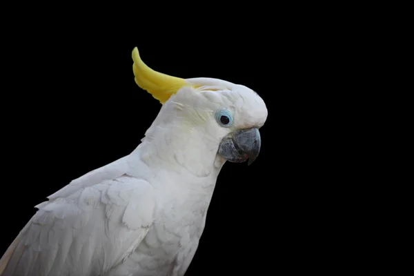 Citron chocholatý Kakadu — Stock fotografie
