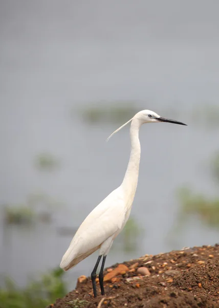 Seidenreiher — Stockfoto