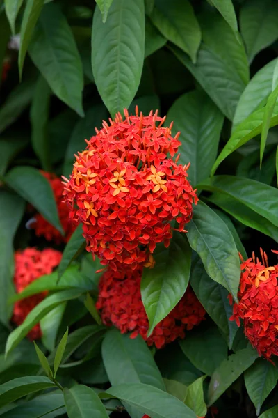 Saraca asoca — Foto Stock