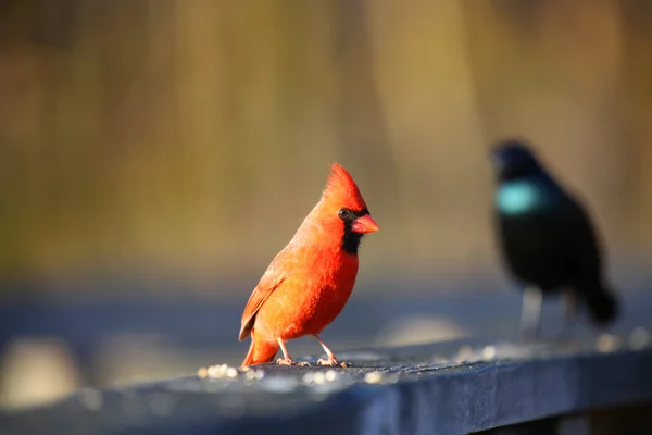 Küçük kuşlar — Stok fotoğraf
