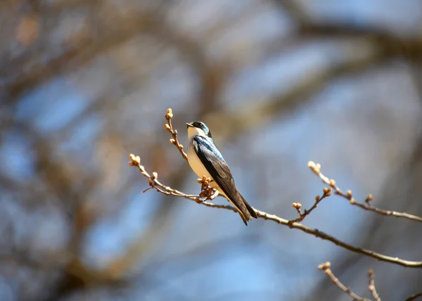 Tree Swallow bird — Stock Photo, Image