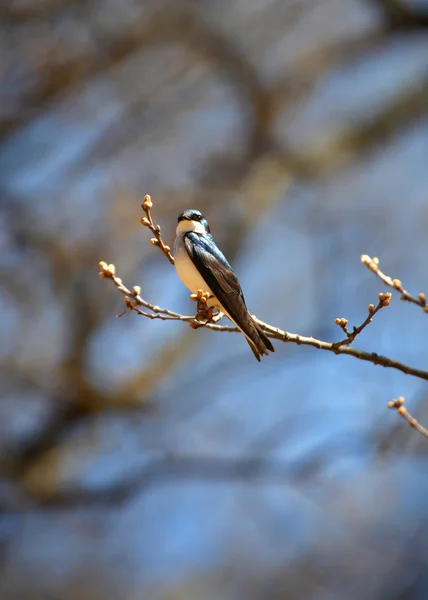 Drzewo połknąć ptak — Zdjęcie stockowe