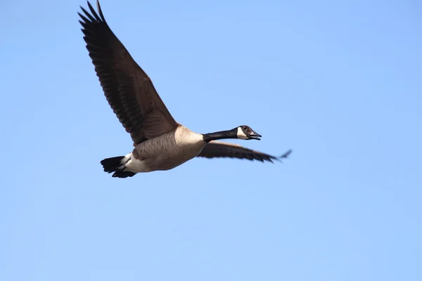 Flying Canadian goose — Stock Photo, Image