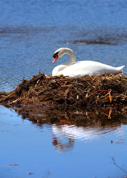 Cisne no ninho — Fotografia de Stock
