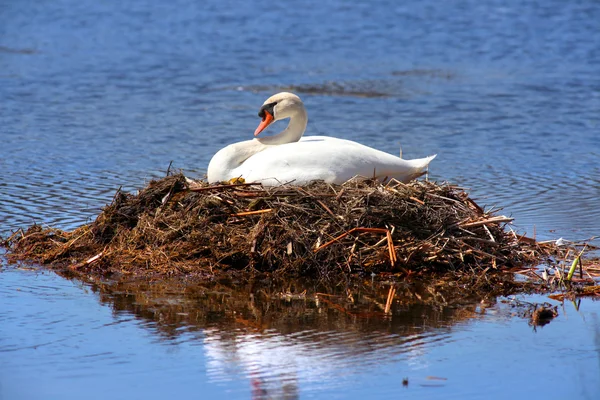 Swan in the nest — Stock Photo, Image