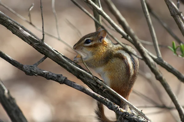 Chipmunk — Stock Photo, Image