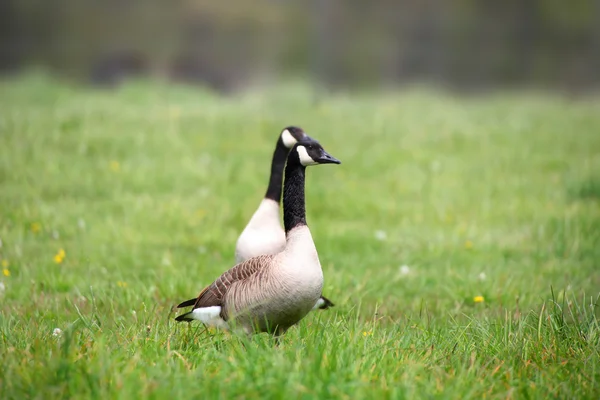 Two Canadian geese — Stock Photo, Image