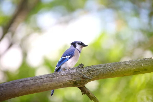 Uccello Jay blu — Foto Stock