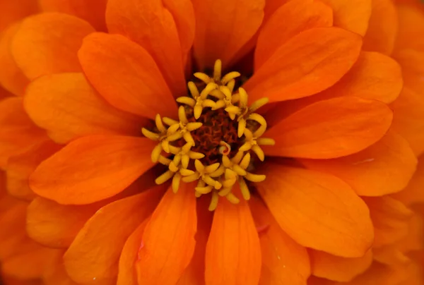 Flor de Zinnia — Foto de Stock