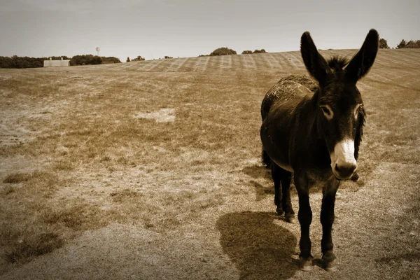 Burro. — Fotografia de Stock