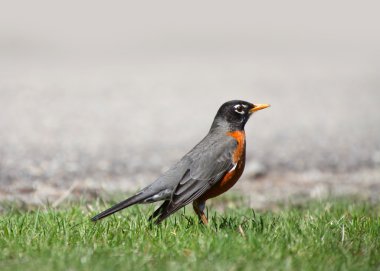 Michigan Robin