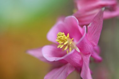 pembe columbine çiçek