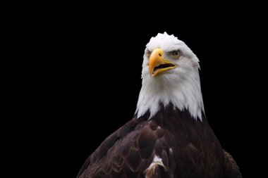 Amerikan kel kartal