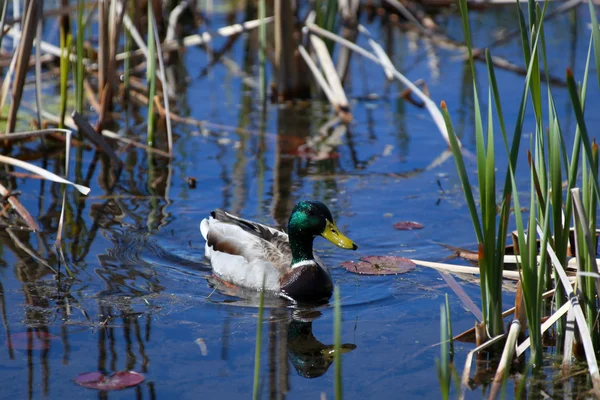 Pato-de-bico — Fotografia de Stock