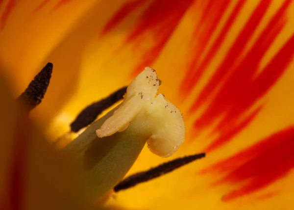 Detalhes da tulipa — Fotografia de Stock