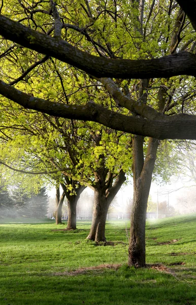 Foggy morning — Stock Photo, Image