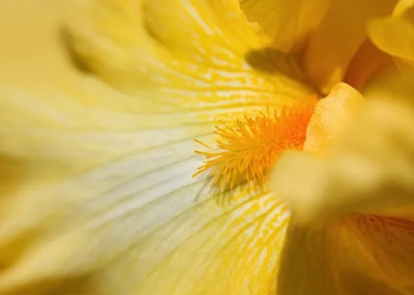 Flor de iris — Foto de Stock